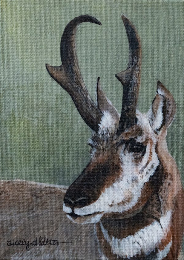 Antelope