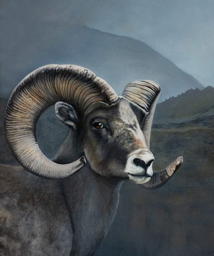Big Horn Sheep