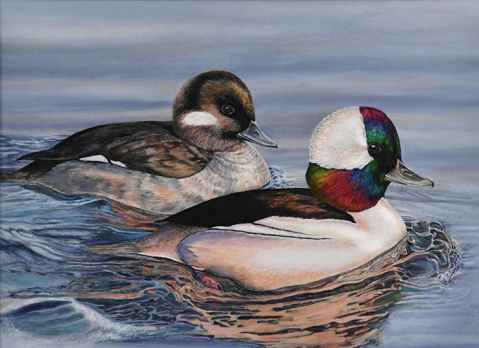 Buffleheads