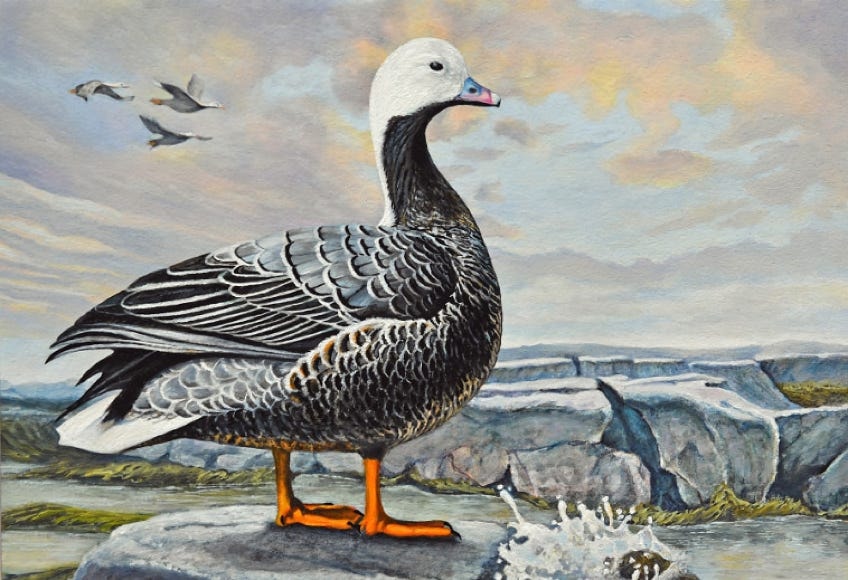 Emperor Goose