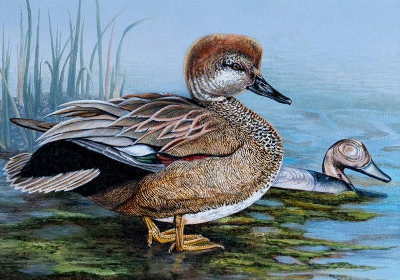 Gadwall