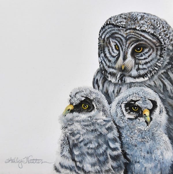 Grey Owls