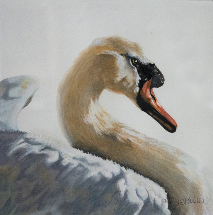 Mute Swan
