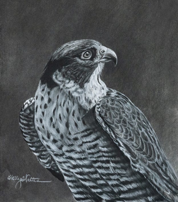 Peregrine Falcon