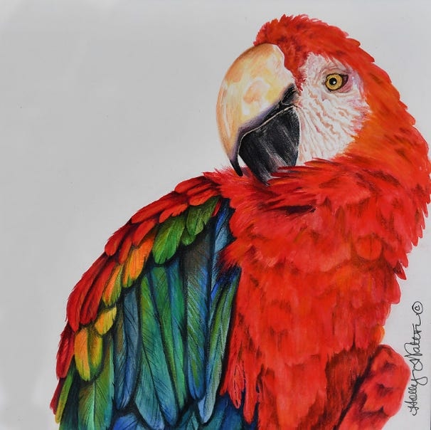 Scarlet Macaw