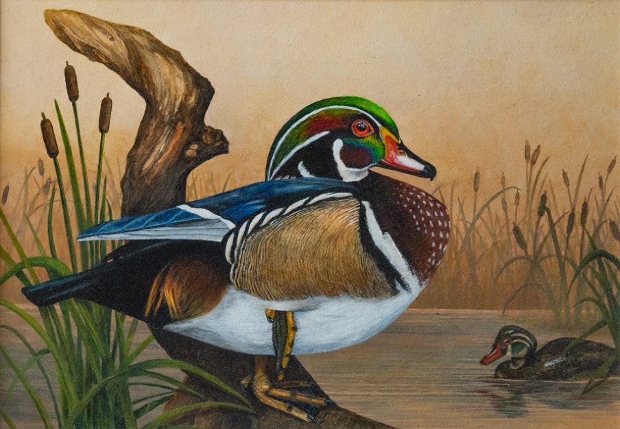 Wood Duck